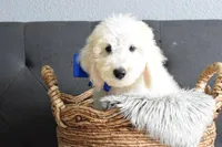 P-Baby blue, a male Goldendoodle for sale in Coleman, TX – Photo 2 of 7