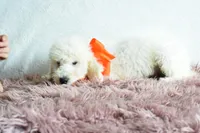 Weekend sale , a male Goldendoodle for sale in Weatherford, TX – Photo 2 of 5