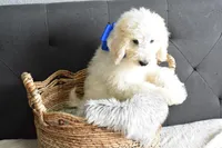 P-Baby blue, a male Goldendoodle for sale in Coleman, TX – Photo 6 of 7