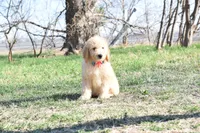 S-Baby blue, a male Miniature Goldendoodle for sale in San Antonio, TX – Photo 4 of 4