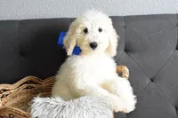 P-Baby blue, a male Goldendoodle for sale in Coleman, TX – Photo 4 of 7