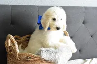 P-Baby blue, a male Goldendoodle for sale in Coleman, TX – Photo 3 of 7