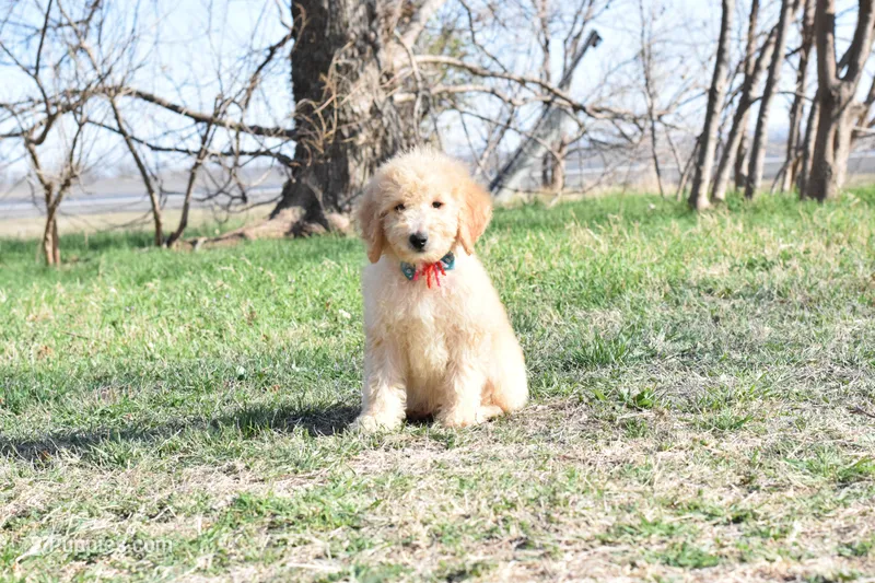 S-Baby blue, a male Miniature Goldendoodle for sale in San Antonio, TX – Photo 1 of 4