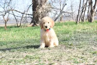 S-Baby blue, a male Miniature Goldendoodle for sale in San Antonio, TX – Photo 1 of 4