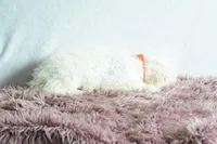 Weekend sale , a male Goldendoodle for sale in Weatherford, TX – Photo 3 of 5