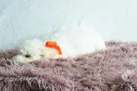 Weekend sale , a male Goldendoodle for sale in Weatherford, TX – Photo 5 of 5