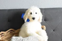 P-Baby blue, a male Goldendoodle for sale in Coleman, TX – Photo 1 of 7