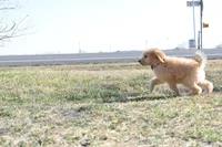 S-Baby blue, a male Miniature Goldendoodle for sale in San Antonio, TX – Photo 2 of 4