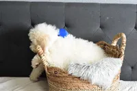 P-Baby blue, a male Goldendoodle for sale in Coleman, TX – Photo 5 of 7