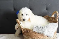 P-Baby blue, a male Goldendoodle for sale in Coleman, TX – Photo 7 of 7