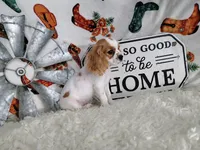 Black , a male Cavalier King Charles Spaniel for sale in Coleman, TX – 2 of 4