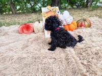 Magenta, a female Maltipoo for sale in Coleman, TX – 2 of 4