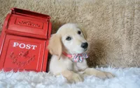 Peach, a female Golden Retriever for sale in Coleman, TX – 2 of 10
