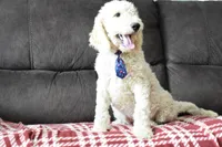 P-blue, a male Miniature Goldendoodle for sale in Coleman, TX – Photo 2 of 8