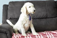 P-blue, a male Miniature Goldendoodle for sale in Coleman, TX – Photo 3 of 8