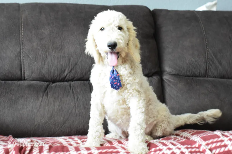 P-blue – Goldendoodle puppy for sale in Coleman, TX