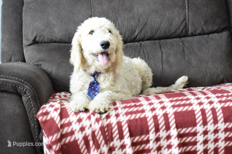 Weekend Sale-Thor – Miniature Goldendoodle puppy for sale in Coleman, TX