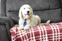 P-blue, a male Miniature Goldendoodle for sale in Coleman, TX – Photo 6 of 8