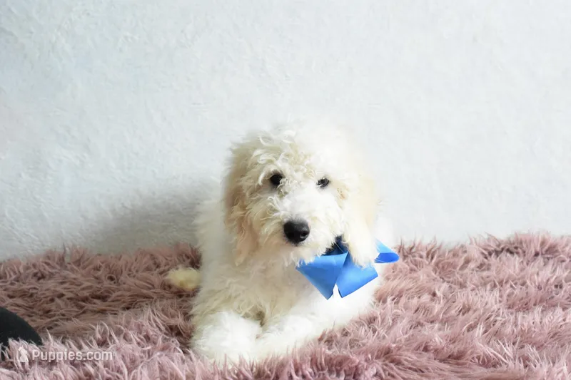 P-blue – Goldendoodle puppy for sale in Weatherford, TX