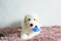 P-blue, a male Goldendoodle for sale in Weatherford, TX – Photo 1 of 4