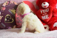 P-maroon, a female Goldendoodle for sale in Weatherford, TX – Photo 4 of 8