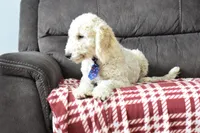 P-blue, a male Miniature Goldendoodle for sale in Coleman, TX – Photo 5 of 8