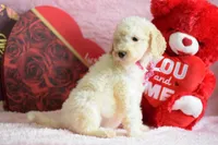 P-maroon, a female Goldendoodle for sale in Weatherford, TX – Photo 8 of 8