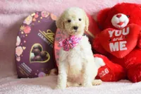 P-maroon, a female Goldendoodle for sale in Weatherford, TX – Photo 6 of 8