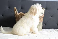 P-maroon, a female Goldendoodle for sale in Houston, TX – Photo 2 of 7