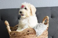 P-maroon, a female Goldendoodle for sale in Houston, TX – Photo 6 of 7