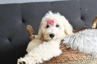 P-maroon, a female Goldendoodle for sale in Houston, TX – Photo 1 of 7