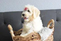 P-maroon, a female Goldendoodle for sale in Houston, TX – Photo 3 of 7