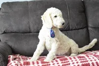 P-blue, a male Miniature Goldendoodle for sale in Coleman, TX – Photo 7 of 8