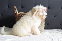 P-maroon, a female Goldendoodle for sale in Houston, TX – Photo 4 of 7