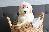 P-maroon, a female Goldendoodle for sale in Houston, TX – Photo 7 of 7