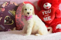 P-maroon, a female Goldendoodle for sale in Weatherford, TX – Photo 3 of 8