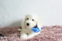 P-blue, a male Goldendoodle for sale in Weatherford, TX – Photo 3 of 4