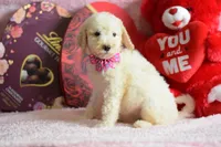 P-maroon, a female Goldendoodle for sale in Weatherford, TX – Photo 1 of 8