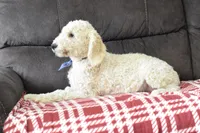 P-blue, a male Miniature Goldendoodle for sale in Coleman, TX – Photo 8 of 8