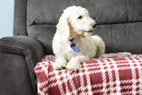 P-blue, a male Miniature Goldendoodle for sale in Coleman, TX – Photo 4 of 8