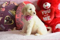 P-maroon, a female Goldendoodle for sale in Weatherford, TX – Photo 7 of 8