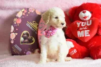 P-maroon, a female Goldendoodle for sale in Weatherford, TX – Photo 5 of 8