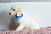 P-blue, a male Goldendoodle for sale in Weatherford, TX – Photo 2 of 4