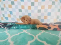 Cookie, a female Golden Retriever for sale in Coleman, TX – 5 of 5