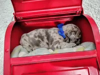 Emerald, a male French Bulldog for sale in Coleman, TX – 2 of 4