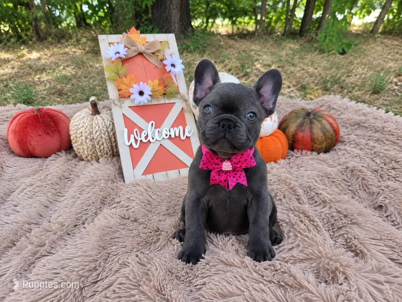 Opal – French Bulldog puppy for sale in Coleman, TX