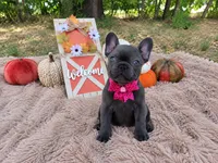 Opal, a female French Bulldog for sale in Coleman, TX – 1 of 3
