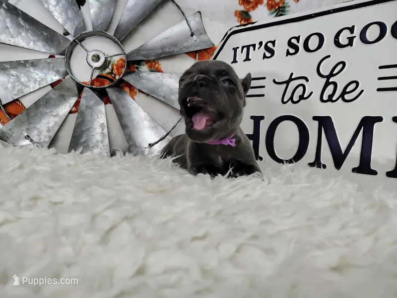 Opal – French Bulldog puppy for sale in Coleman, TX