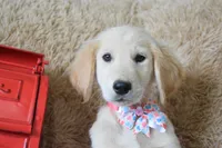 Peach, a female Golden Retriever for sale in Coleman, TX – 8 of 10
