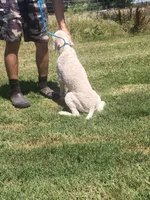 Milo, a male Poodle - Standard  for sale in Coleman, TX – 9 of 9